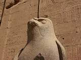 Horus-hawk