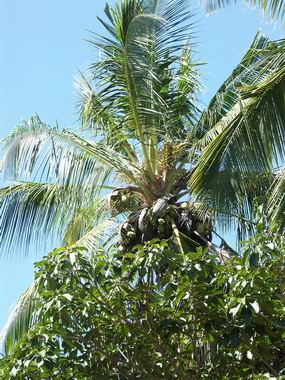 Coconuts on a palmtree