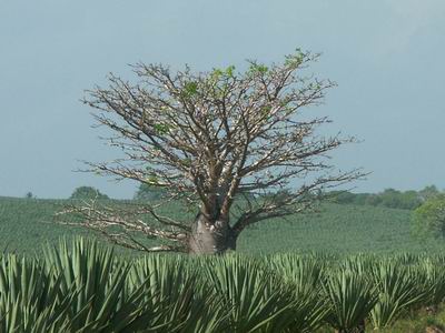 Ape bread tree in a Sisal field