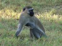  Long-tailed monkey 