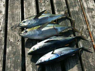 Unser Fang, 4 Thunfische