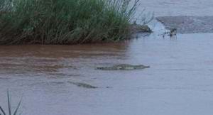  Crocodiles in the Galana River 