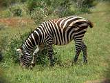 Zebra mit frischer Wunde