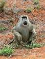  Baboon, obviously the boss of the hurdle 