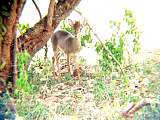 Dik-Dik Antilope, die kleinste Antilopenart, ca in Pinschergröße