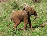 Sehr junger Elefant