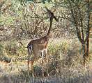  Gerenuk or Giraffeantilope 