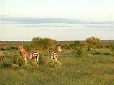 Zebras, interessant ist, dass auch sie vom roten Staub bedeckt sind