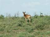  Somali cow antilope 