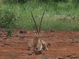 Grant Antilope