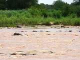 Flusspferde im galana River