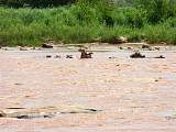 Da sind sie ja wieder, die Flusspferde im galana River